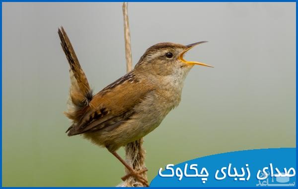 دانلود آهنگ چکاوک از افکت صوتی انسان و موجودات زنده