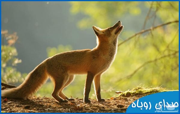 دانلود آهنگ روباه 1 از افکت صوتی انسان و موجودات زنده