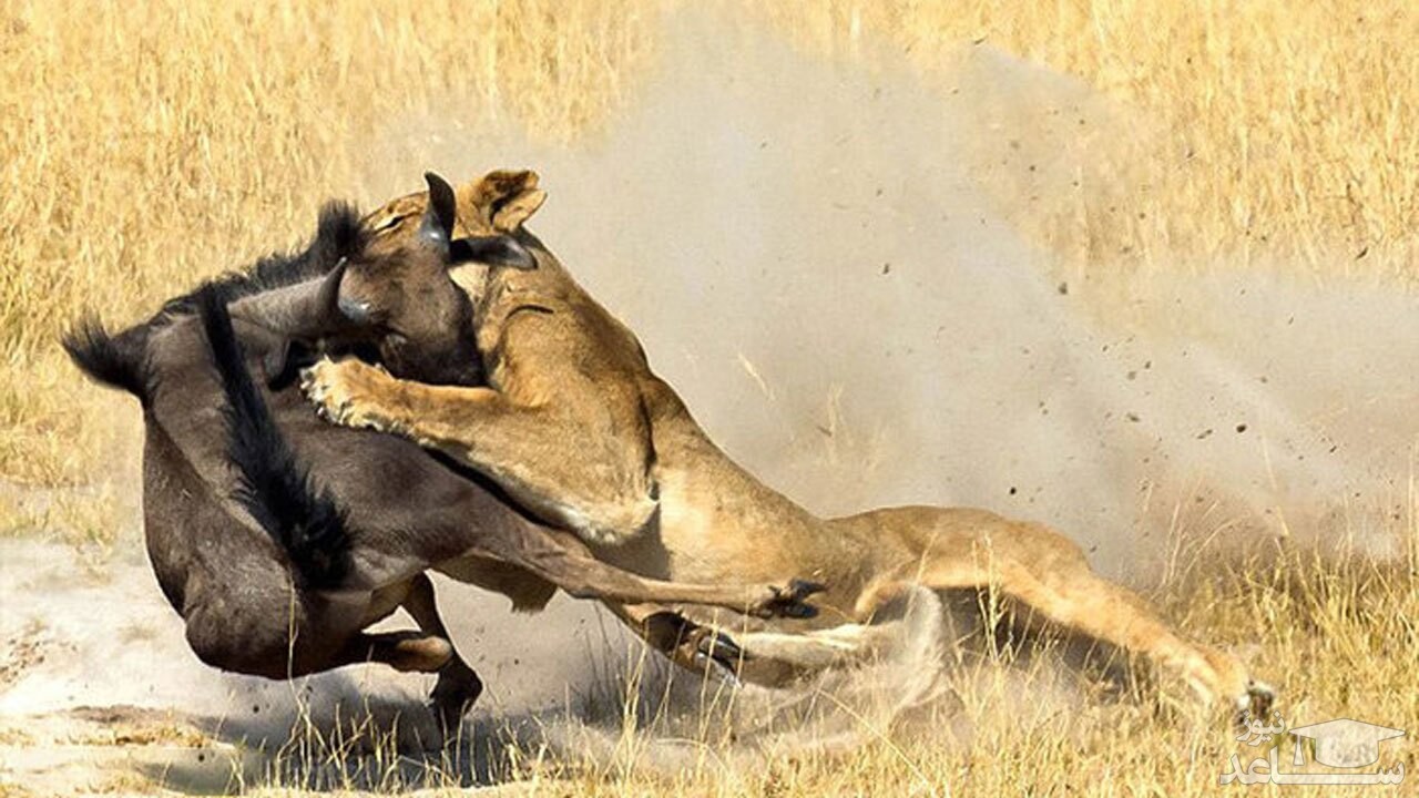 (فیلم) حمله مقتدرانه شیر گرسنه به گوزن یالدار