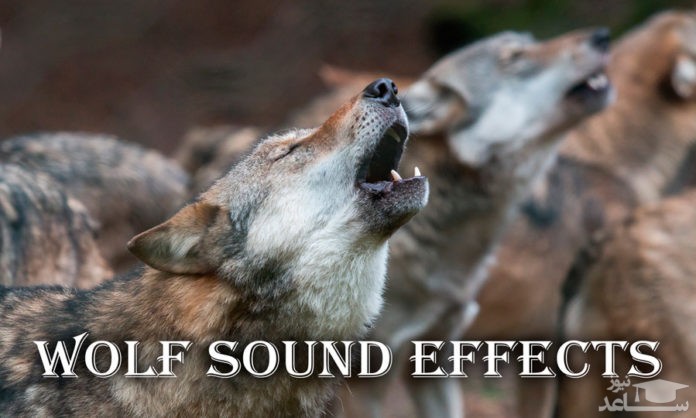 دانلود آهنگ زوزه گرگ از افکت صوتی انسان و موجودات زنده