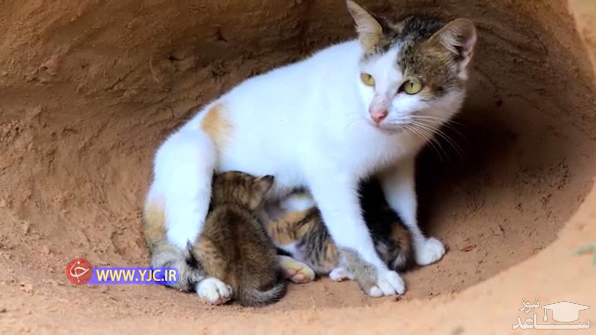 (فیلم) حمله وحشتناک مار آناکوندا به گربه و بچه‌هایش