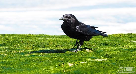 دانلود آهنگ کلاغ برای کودکان از افکت صوتی انسان و موجودات زنده