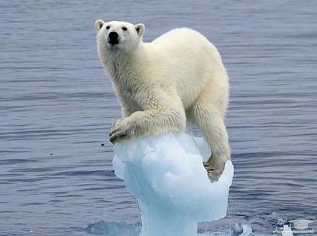 خرس قطبی گرینلند