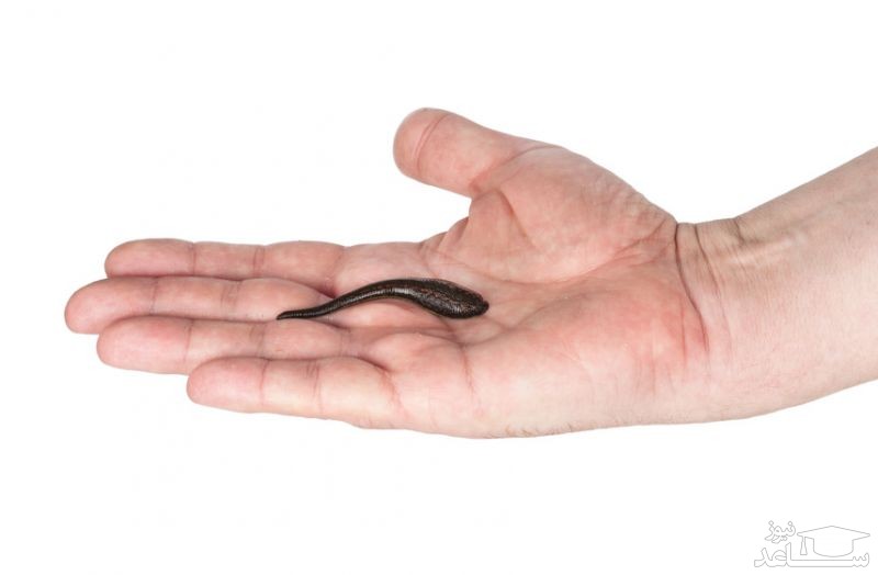 زالو درمانی در درمان بیماری های لثه