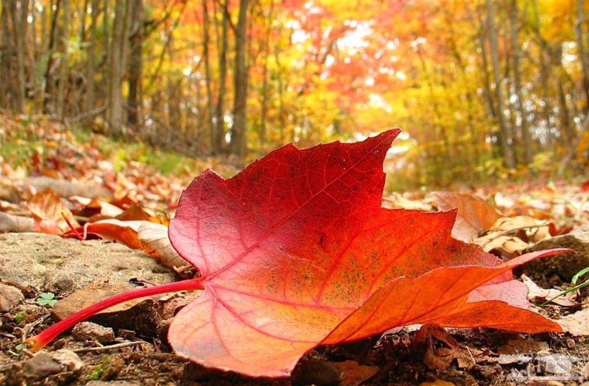 بر‌گ‌های پاییزی 