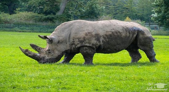 دانلود آهنگ کرگدن برای کودکان از افکت صوتی انسان و موجودات زنده