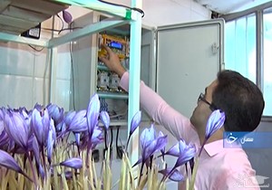 (فیلم) برداشت زعفران از زیر زمین خانه با چاشنی تلاش و پشتکار