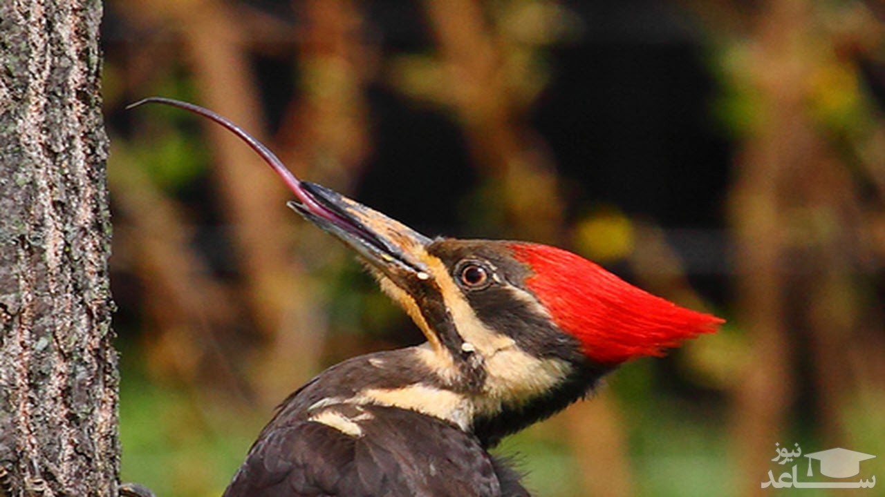 (فیلم) پنهان کردن مقدار قابل توجهی بلوط توسط یک دارکوب در آنتن تلویزیون