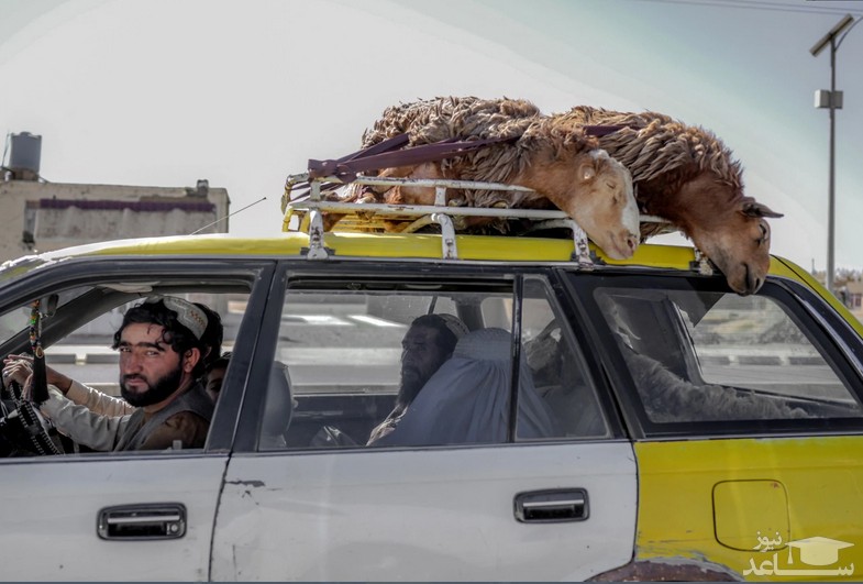 حمل گوسفند با تاکسی در شهر قندهار افغانستان/ فرانس پرس
