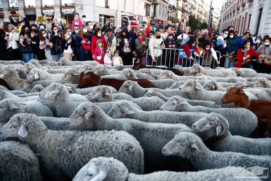 عبور گله های گوسفند از مرکز شهر مادرید اسپانیا همزمان با جشنواره سالانه کوچ دامداران/ رویترز