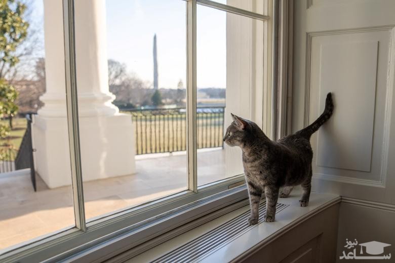 گربه خانگی جدید خانواده رییس جمهوری آمریکا در کاخ سفید/ کاخ سفید
