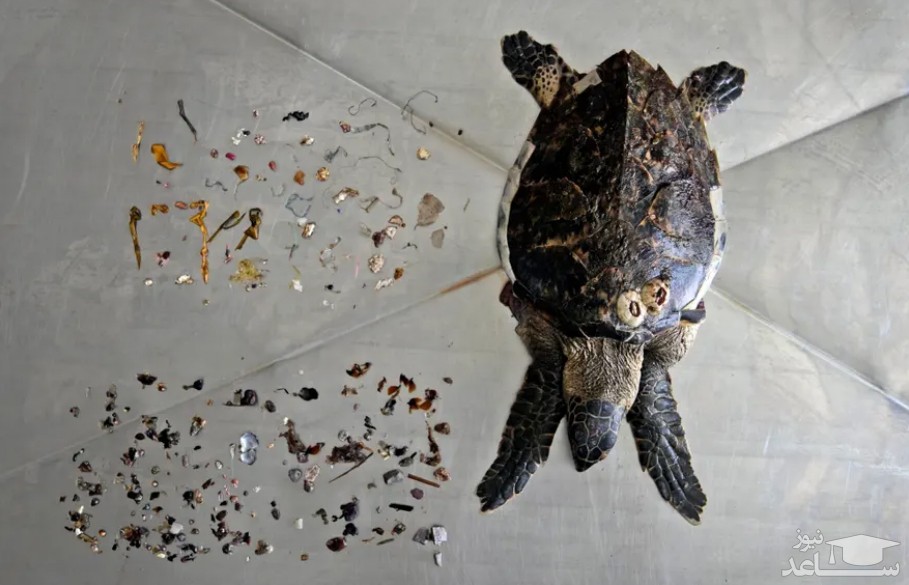 ضایعات عموما پلاستیکی خارج شده از بدن یک لاک پشت دریایی در آزمایشگاهی در امارات متحده عربی/ آسوشیتدپرس