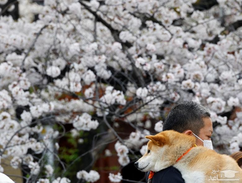 طبیعت بهاری و شکوفه های گیلاس در پارکی در شهر توکیو ژاپن/ رویترز