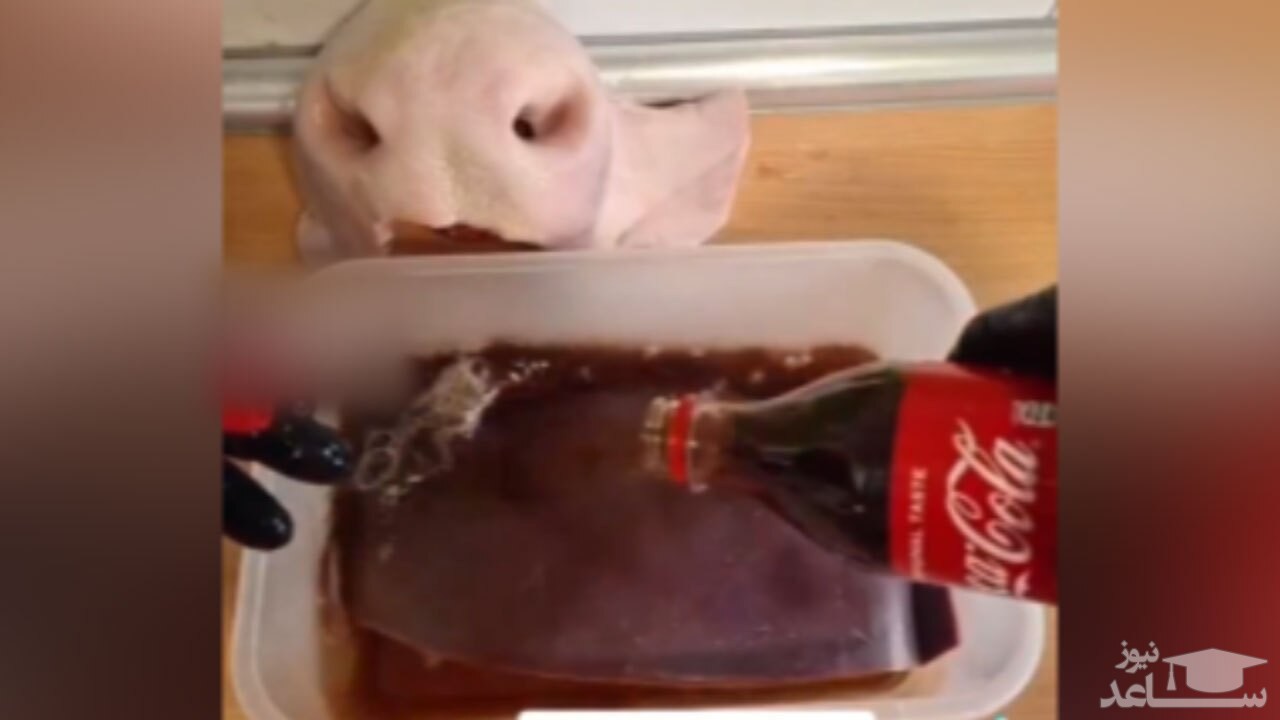 (فیلم) بلایی که نوشابه بر سر کبد گاو می‌آورد