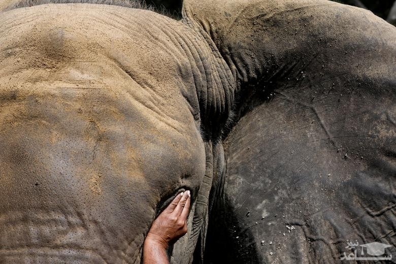 مداوای چشم یک فیل در باغ وحش شهر کراچی پاکستان/ رویترز