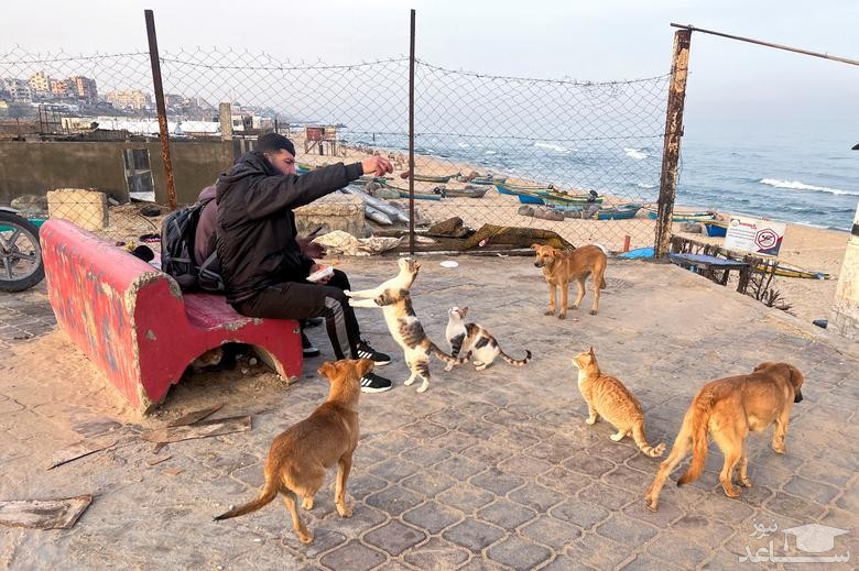 غذا دادن به گربه ها در نوار غزه/ رویترز