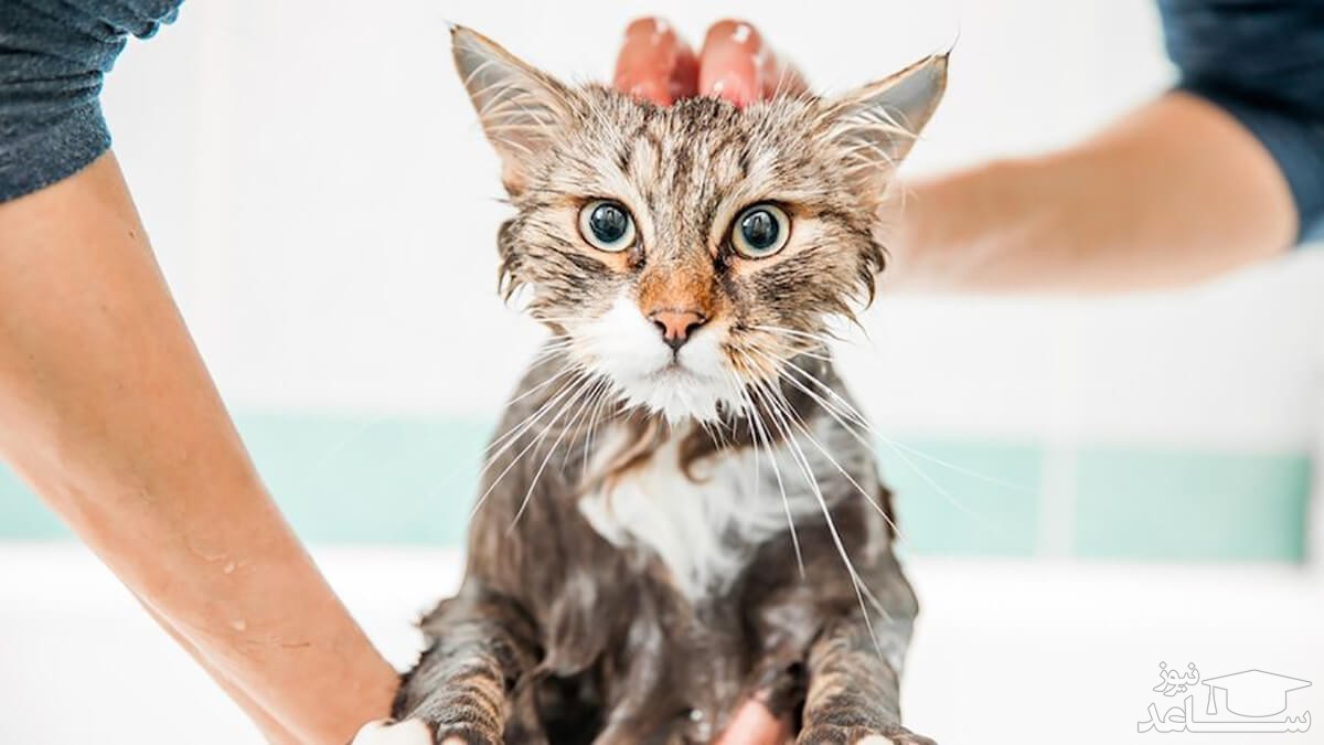 شستن گربه