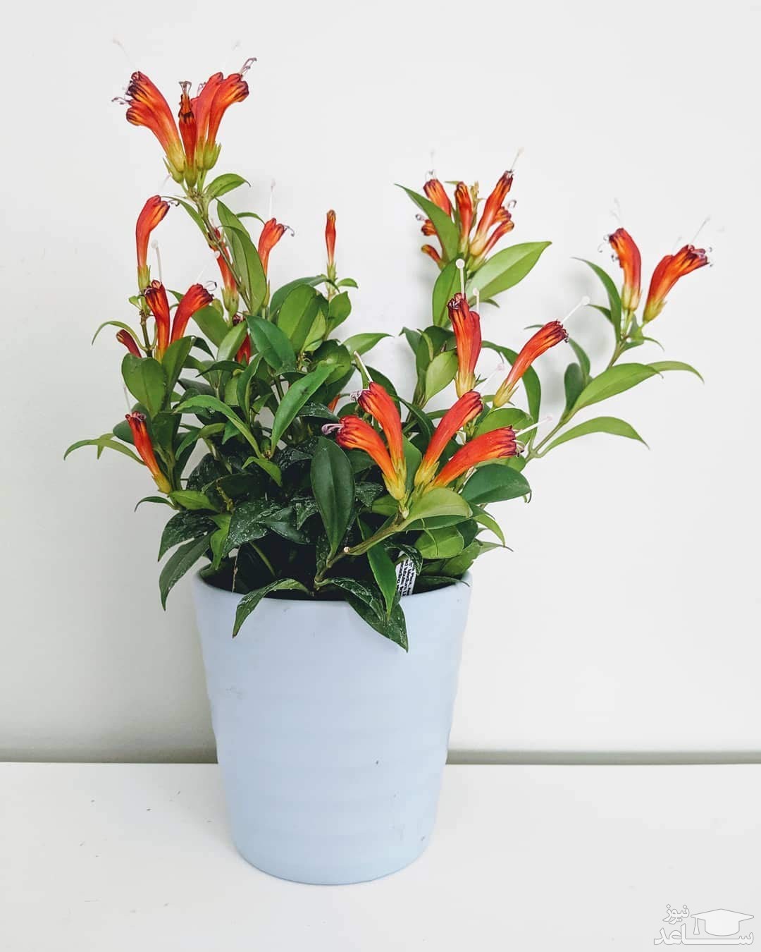 نحوه پرورش و نگهداری از گل آشینانتوس