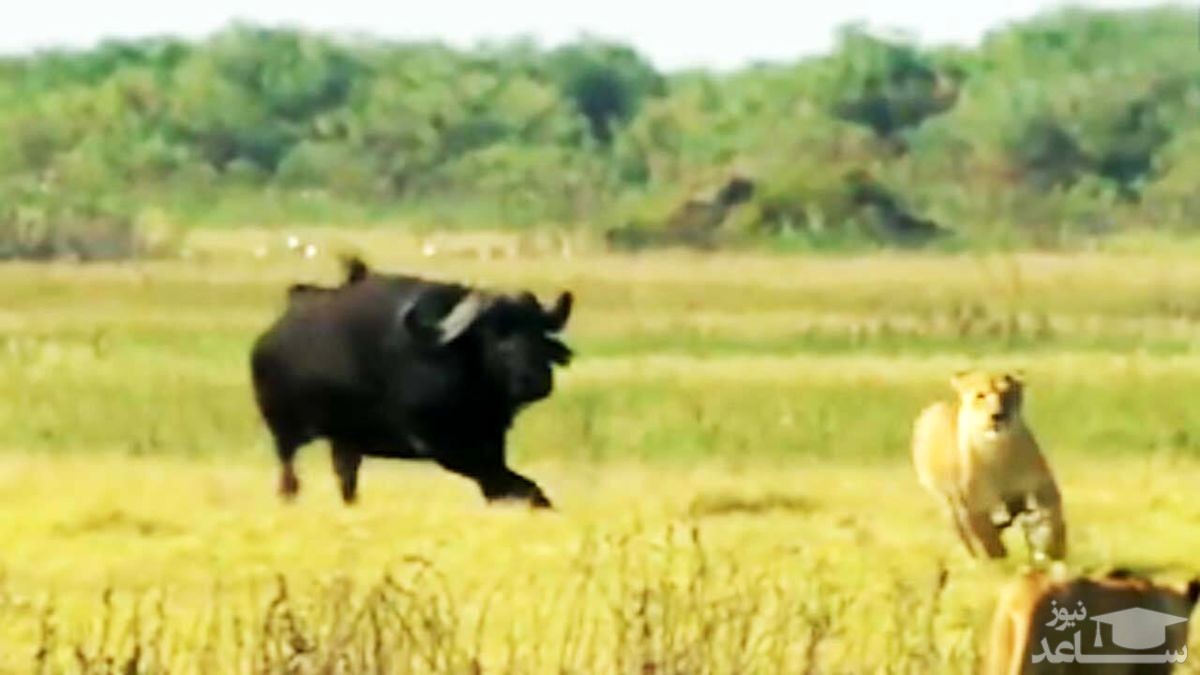 لحظه باورنکردنی فرار شیر از چنگال بوفالو