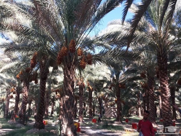 خرمای شهر فراشبند