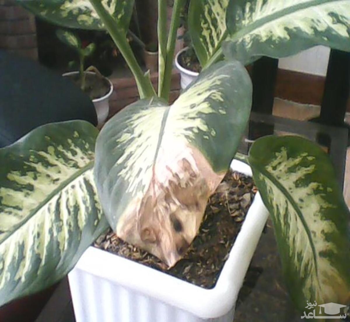 دلایل اصلی قهوه ای شدن برگ های گیاه آپارتمانی