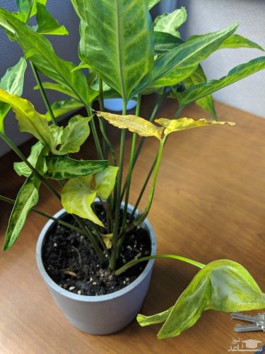 سینگونیوم بیمار