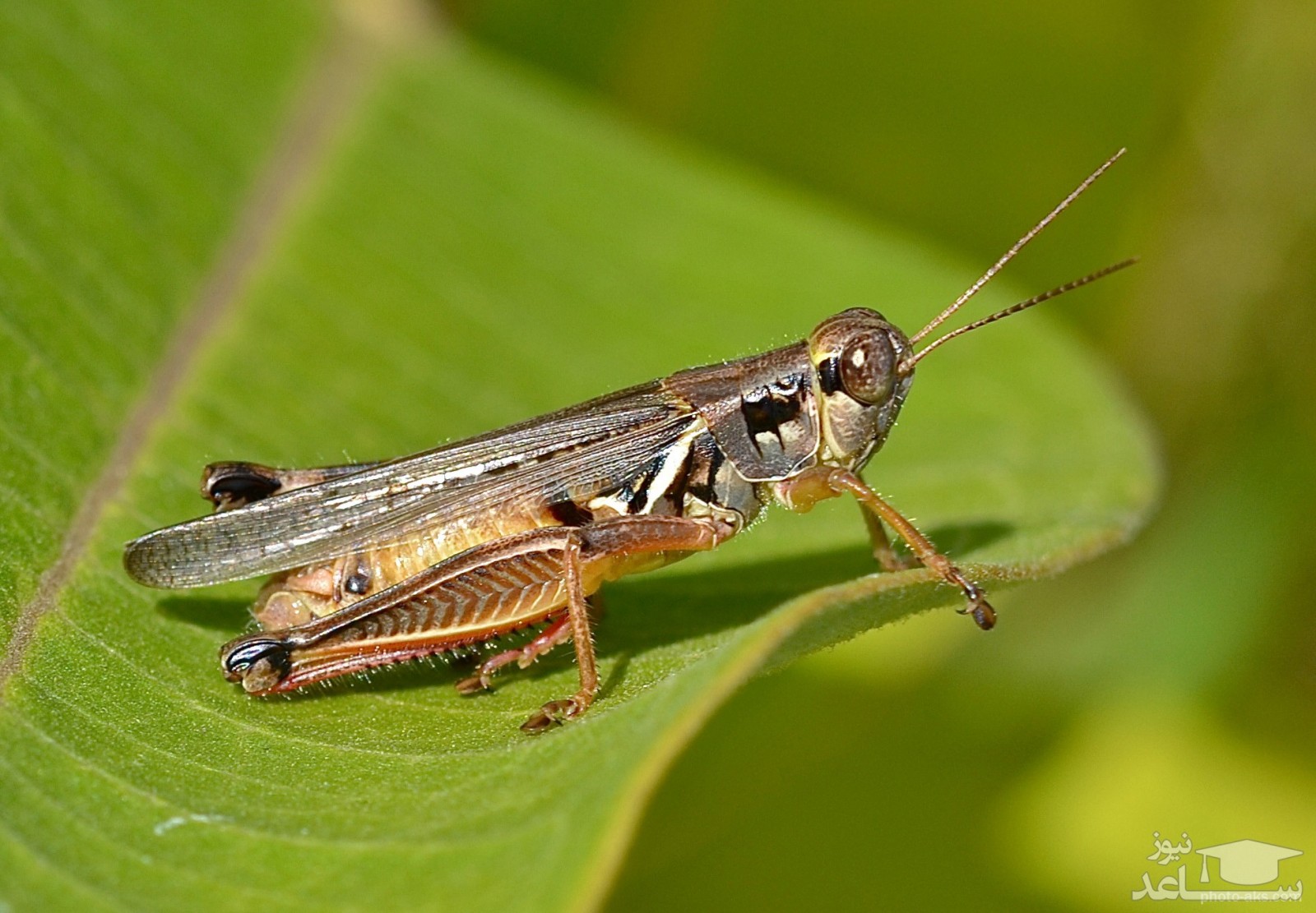 مبارزه با ملخ صحرایی در بیش از 113 هزار هکتار انجام شد‌