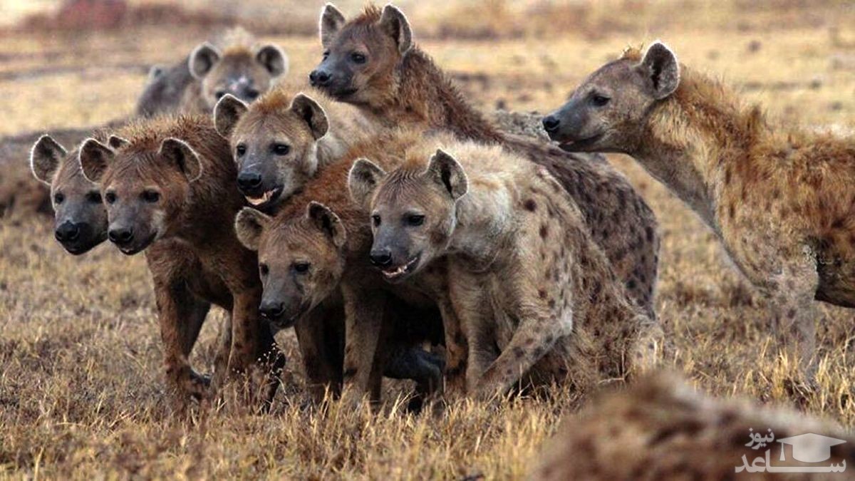 (فیلم) حمله کفتارهای گرسنه به یک گاو