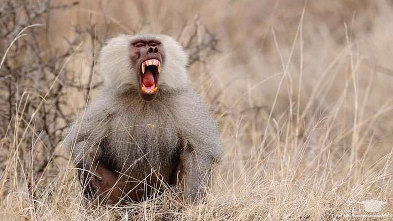 (فیلم) حمله بابون به دسته غازها