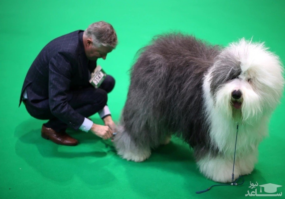 (تصاویر) بزرگترین نمایشگاه سگ جهان / از سگ های کیوت گرفته تا سگ های بزرگ و ترسناک تو این نمایشگاه شرکت کردند.