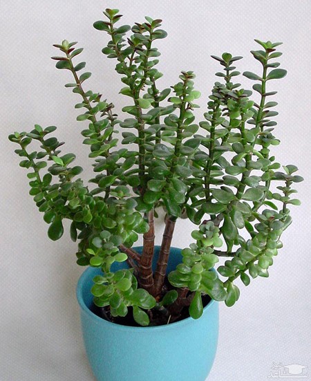 پوستر گیاه کراسولا پافیلی