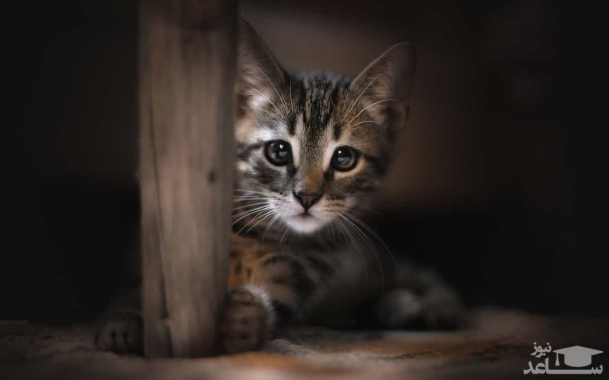 (ویدئو) باند سرقت گربه‌های خانگی برای فروش گوشت آن‌ها متلاشی شد