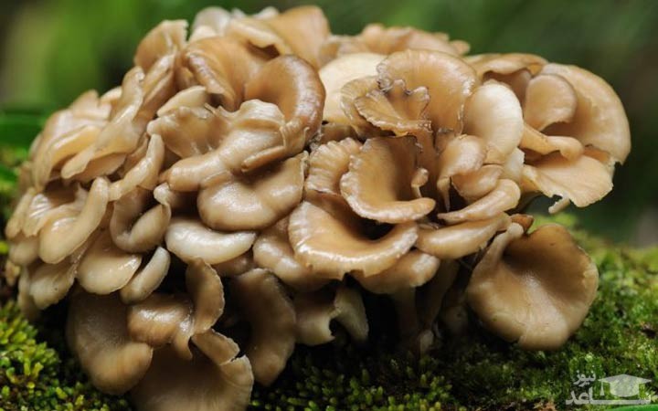 مسمومیت ۱۳نفر در اثر مصرف قارچ سمی