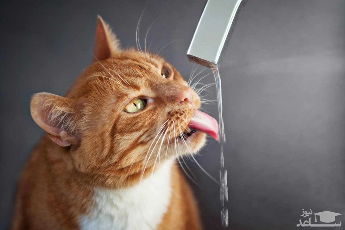 (فیلم) تلاش خنده دار یک گربه برای نوشیدن آب