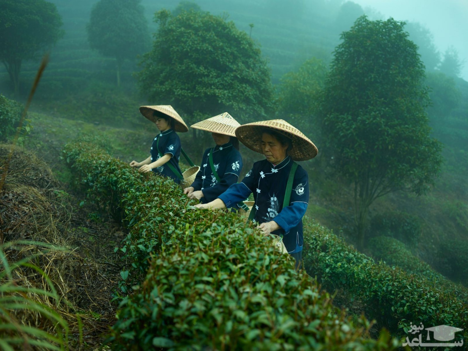 مزرعه چای در چین