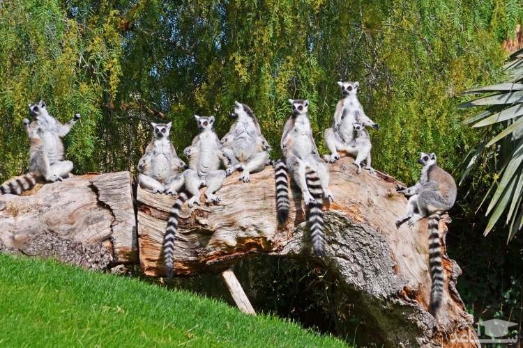 باغ‌وحشBioparc