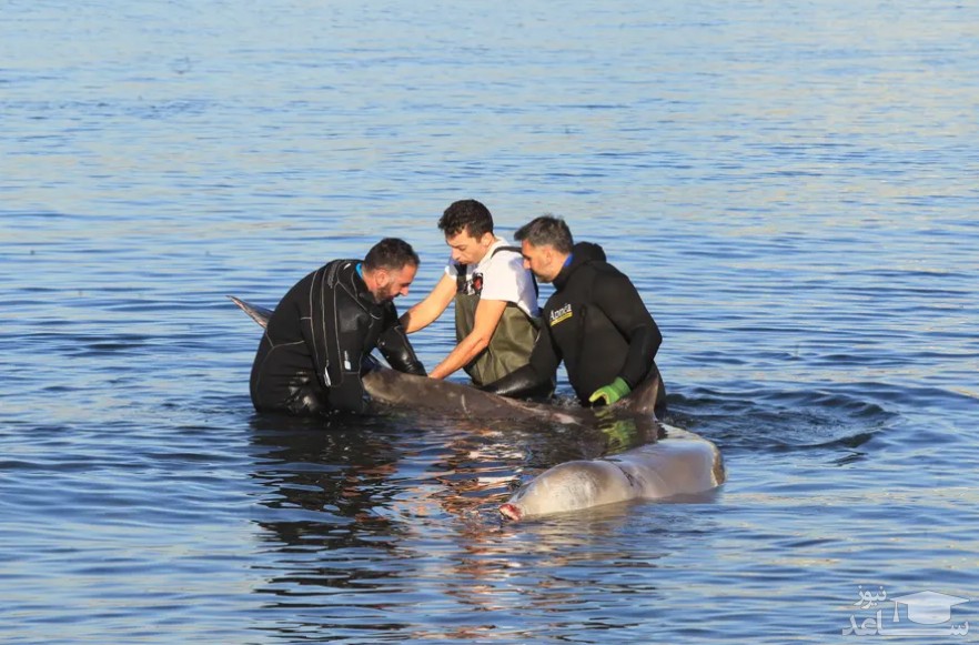 تلاش متخصصان برای نجات یک بچه نهنگ زخمی در سواحل یونان/ EPA