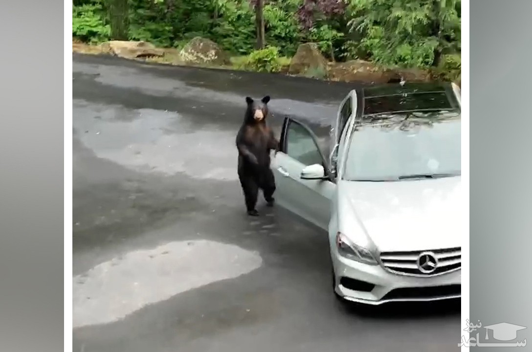غافلگیری خرس سیاه پس از نزدیک شدن به خودروی مرسدس بنز