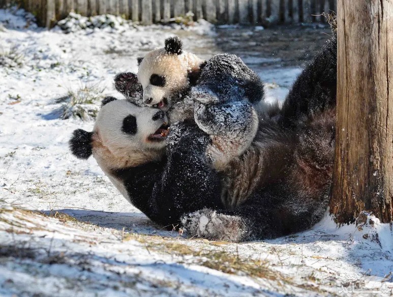 برف بازی توله پاندا و مادر در یک مرکز حفاظت از پانداها در "وولونگ" چین/ شینهوا