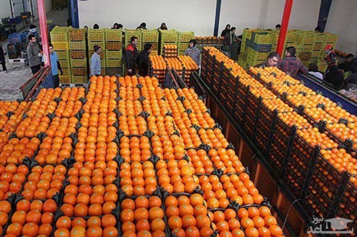 چرا میوه‌های تنظیم بازار نوروز به سردخانه بازگشت؟