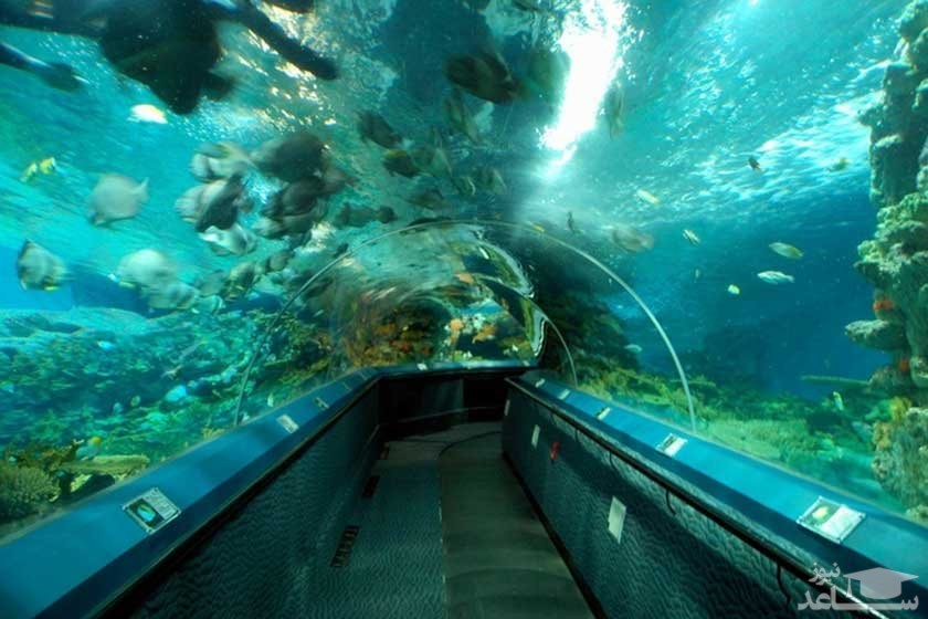 آکواریوم سن آنتونیو