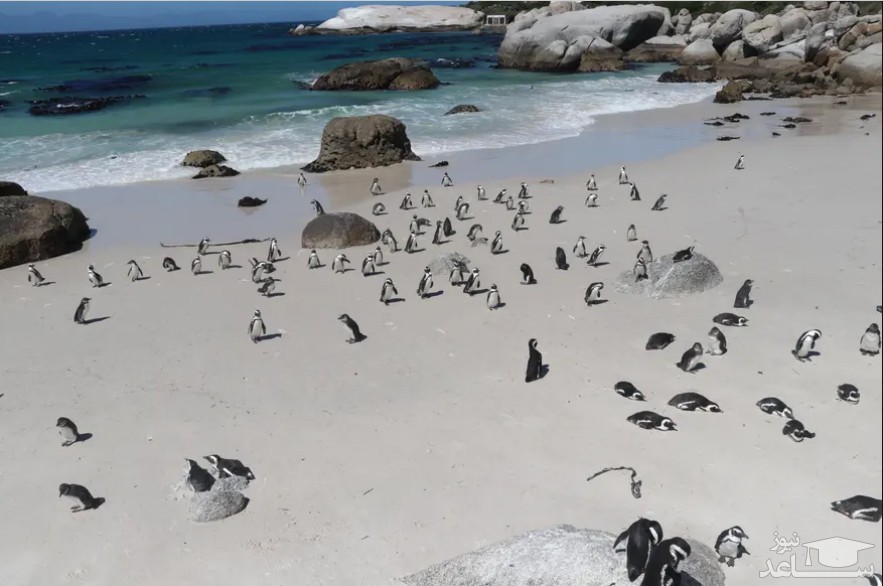 پنگوئن های آفریقایی در ساحل شهر "کیپ تاون" آفریقای جنوبی/ گتی ایمجز