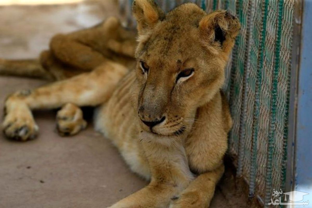 وضعیت اسفناک و درحال احتضار حیوانات باغ وحش ساری +فیلم تلخ