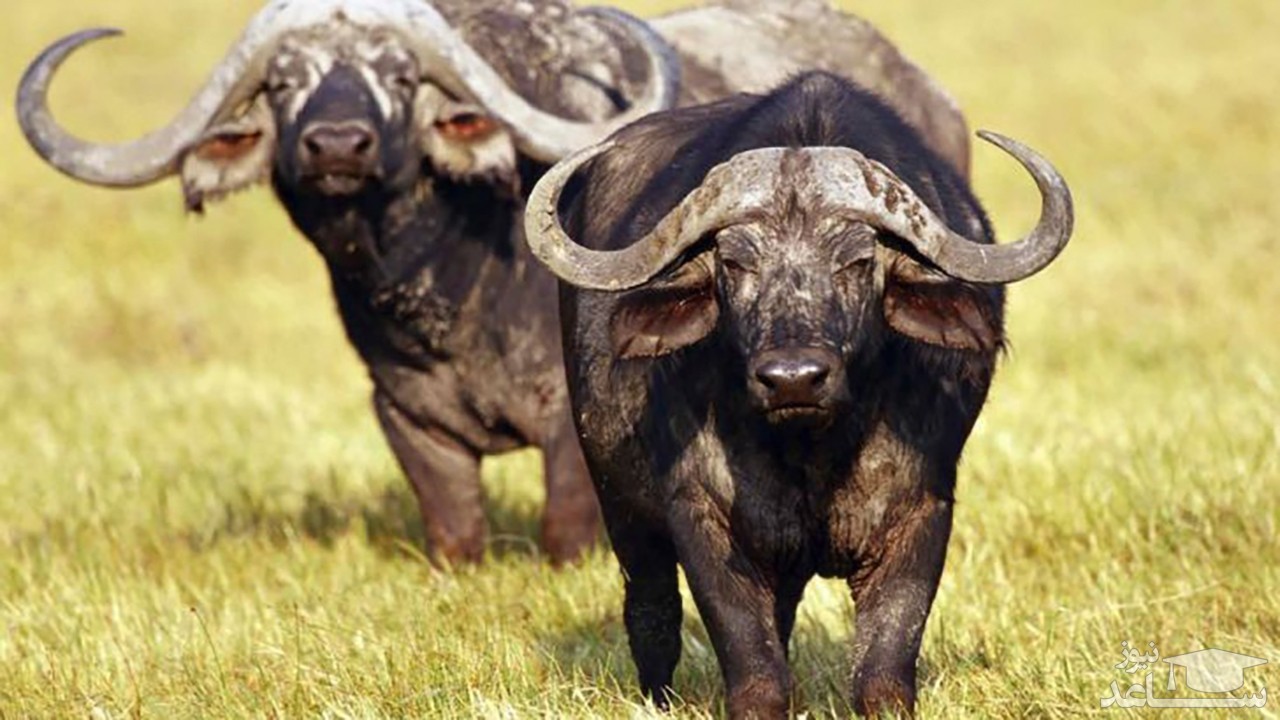 عبور دو گاومیش قانون‌‎مند از خیابان