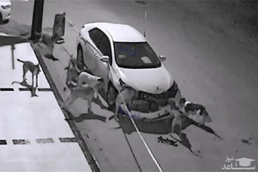 (فیلم) حمله وحشیانه و خسارت‌بار یک گله سگ به یک ماشین لاکچری