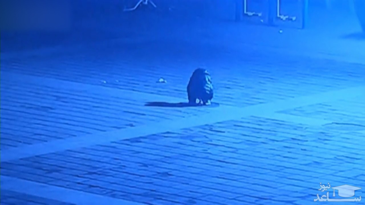 (فیلم) شکستگی لگن کودک ۶ ساله پس از انداختن ترقه در چاه