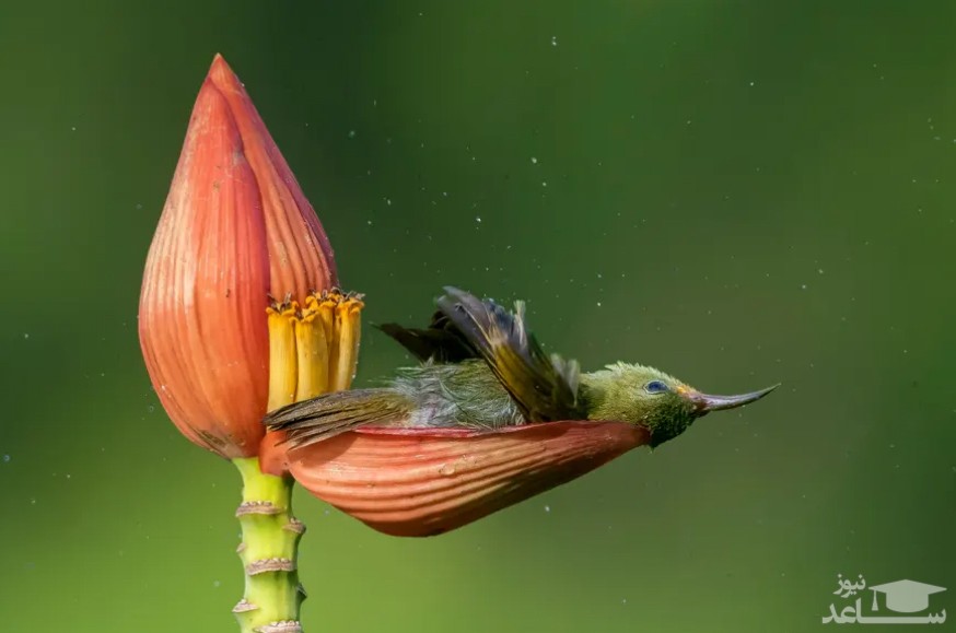 استراحت پرنده داخل گل