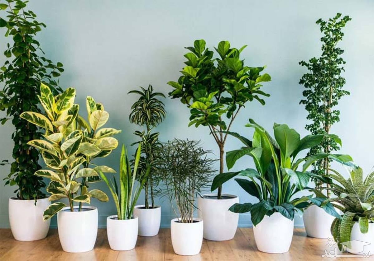 گیاهان آپارتمانی که در خانه خراب نمیشوند
