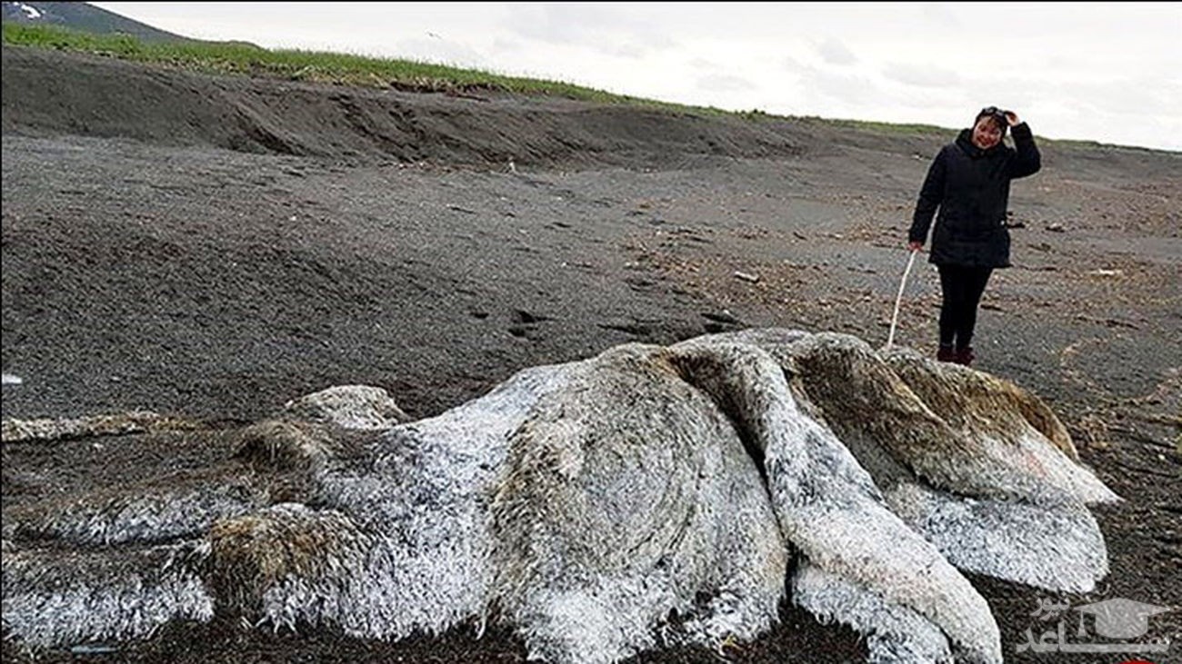 کشف موجودی پشمالو و عجیب در دریاچه سیبری