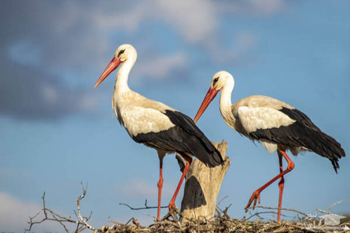 (ویدئو) کمک جوانان بوکانی به لک‌لک‌ها برای ساخت آشیانه